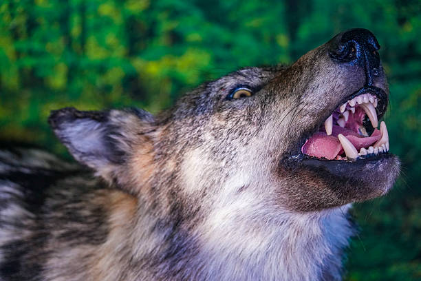 A playful close-up of a young Wolfdog with her mouth open, revealing a joyful and engaging expression. The softly blurred green backdrop complements the lively mood.