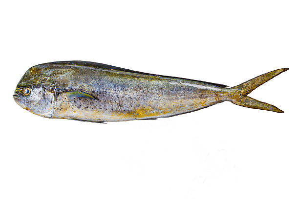 istock Coryphaena hippurus, better known as mahi-mahi or sea bream, is a saltwater fish found in tropical and subtropical oceans around the world. 2239029394