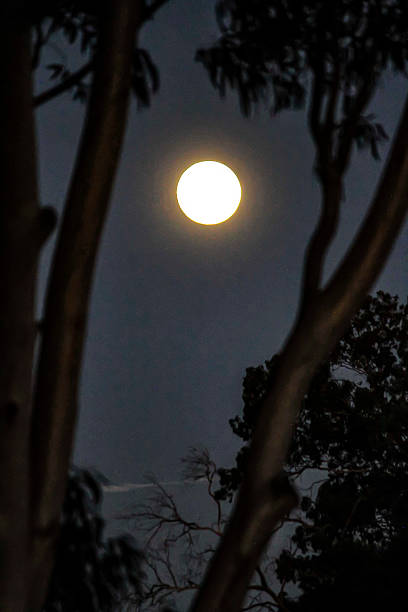 istock The prominent, bright circular object in the sky 2239033693