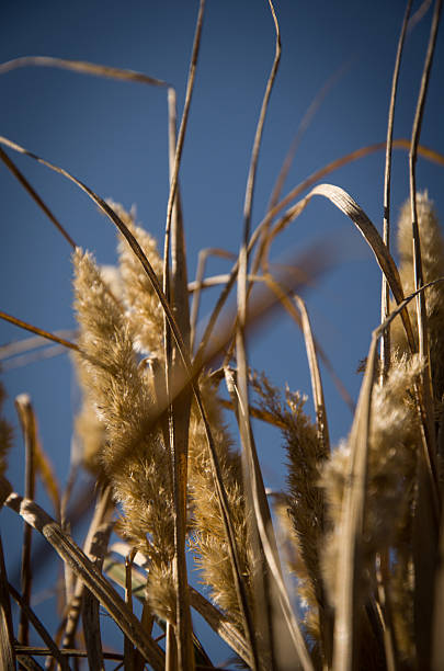 istock Golden Pampas Grass Plumes Against Deep Blue Sky 2239035536