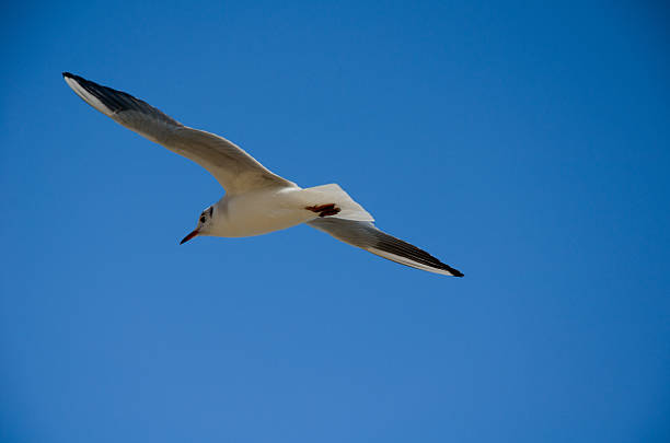 A close-up, low-angle shot of a white seagull gull in flight, wings fully extended, soaring dynamically against a vibrant, clear blue sky. The bird exhibits freedom and grace, captured mid-air on a sunny day.