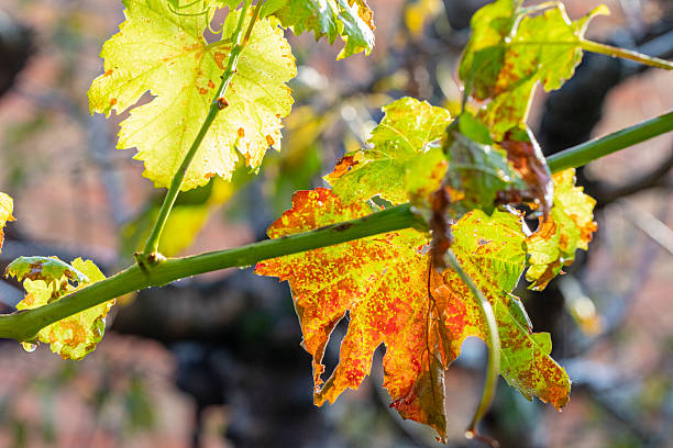 autumn in vineyard