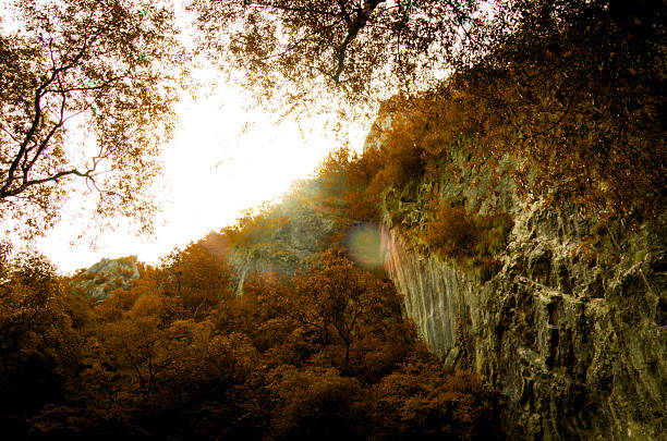 View of lonely autumn tree standing at Caucasus mountains
