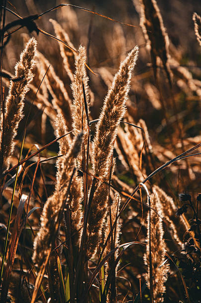 istock Golden Backlit Grass Plumes in Warm Autumn Sunlight 2239045058