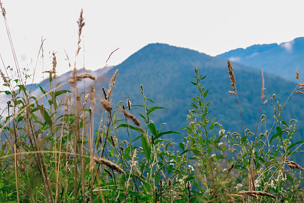 Nature of the High Tatras of Slovakia on a bright day, with high mountain peaks in the background and lush grass and green fir trees all around, no people