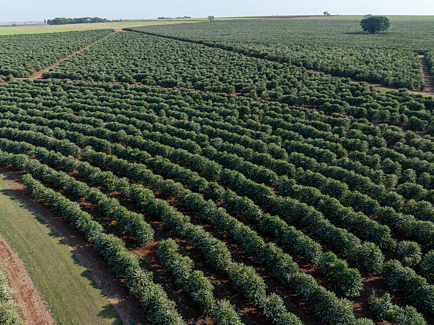 Coffee plants during flowering on a sunny day - drone view