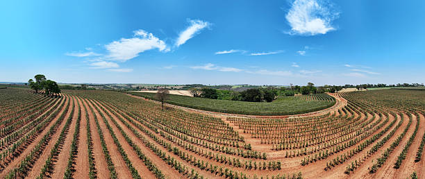 istock panoramic view of coffee plantation in bloom 2239047452