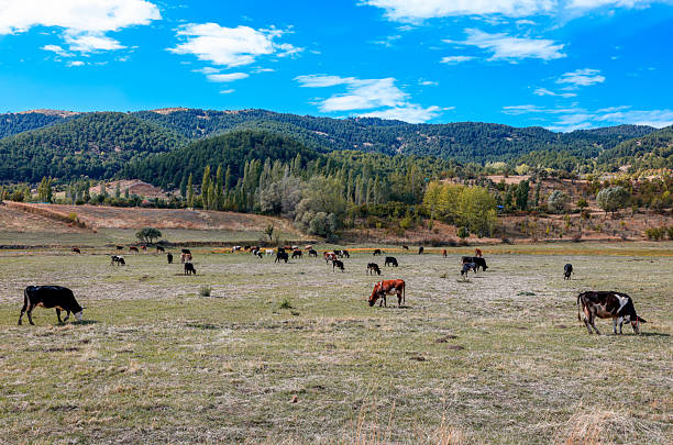 istock Cows are grazing in the meadow 2239047758