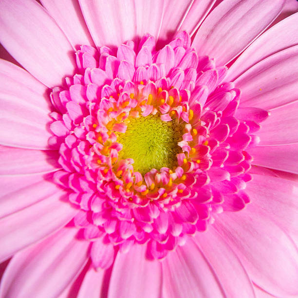 Close-up of a pink gerbera flower, square format.