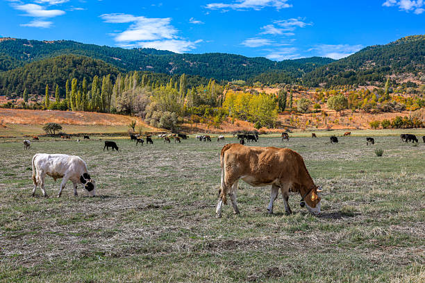 istock Cows are grazing in the meadow 2239049714