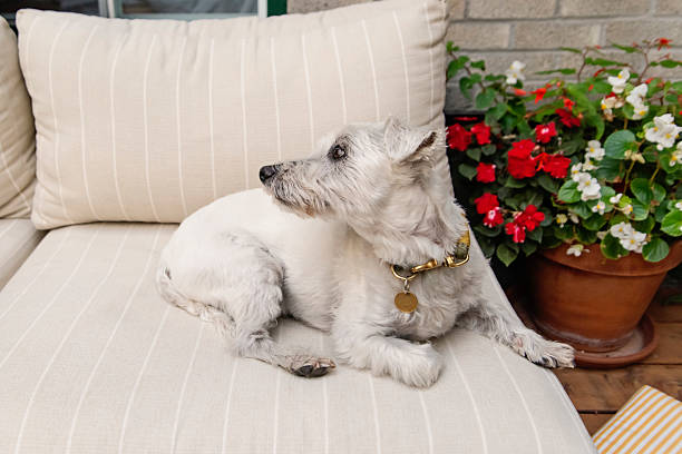 Funny Sellyham terrier in a Santa Claus hat sitting on the sofa