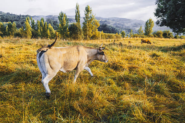 Brown cow walking through autumn pasture with tall golden grass, trees and mountains in the background, symbolizing rural farming life and natural countryside