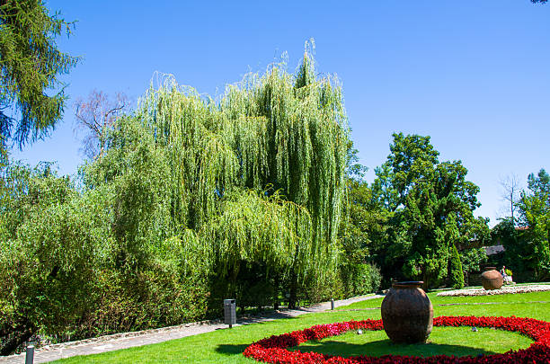 A majestic weeping willow tree stands tall against a vibrant blue sky in a manicured public garden. The lush green lawn is accented by a circular flower bed of bright red blooms surrounding a large, rustic terracotta jar, creating a tranquil summer scene.