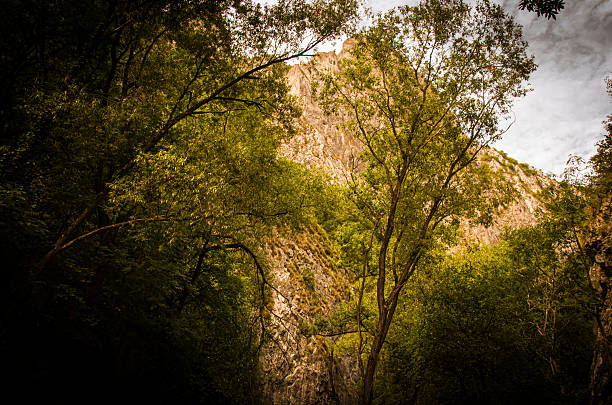 A dramatic low-angle shot within a deep forest, showcasing dense green trees and foliage framing a massive, brightly illuminated rocky cliff face. Strong shadows dominate the foreground, emphasizing the wild, rugged nature of the mountainous landscape under a cloudy sky.