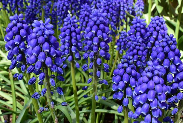 istock Intense blue Grape Hyacinths (Muscari) thrive in a spring Dutch field 2239057163