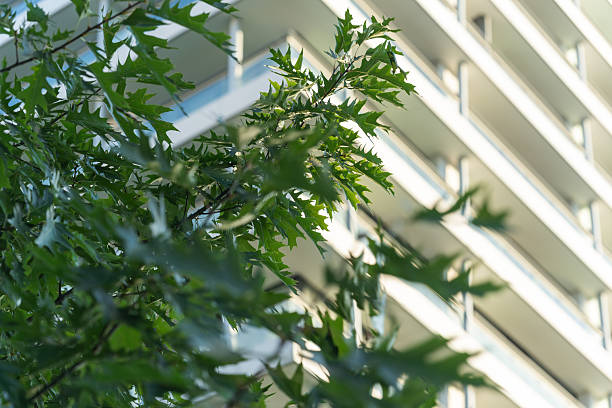 istock Green Leaves and Modern Building 2239060369