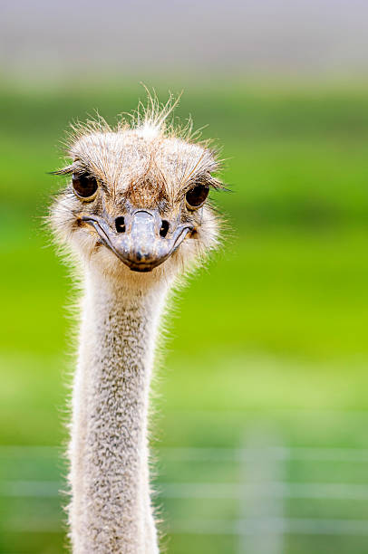 Close-up head shot of captive ostrich (Struthio camelus).Taken in Watsonville, California, USA