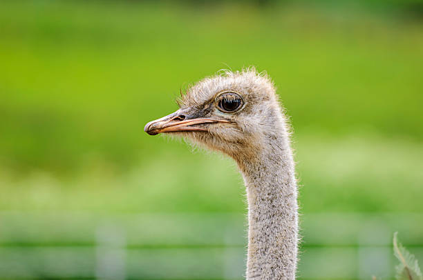 istock Close-up Head Shot of Captive Ostrich 2239061501