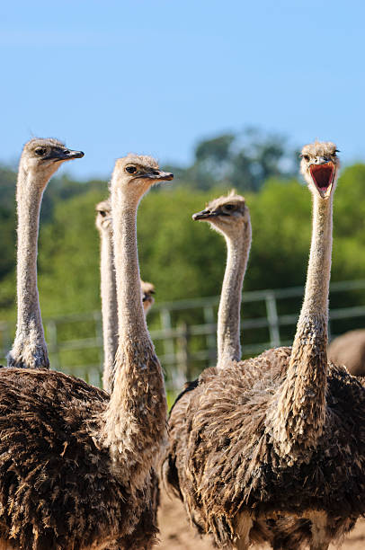 istock Close-up of a Ostrich Flock 2239061525