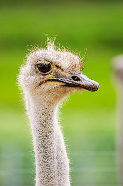istock Close-up Head Shot of Captive Ostrich 2239061552