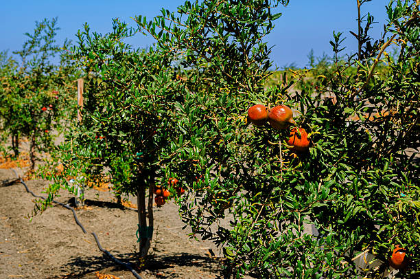 istock Pomegranates Ripening On Small Trees 2239061951