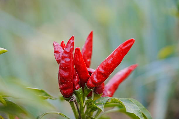 Red and green millet chili peppers grow outdoors