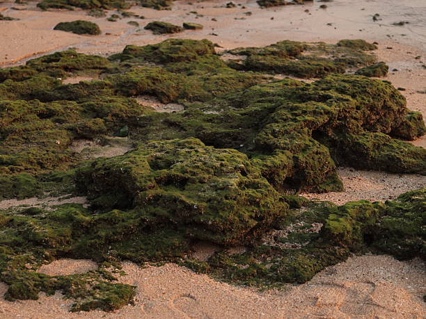 istock The Coastal Algae found on a Sandy Beach during a Beautiful Sunset Over the Distant Horizon 2239068692