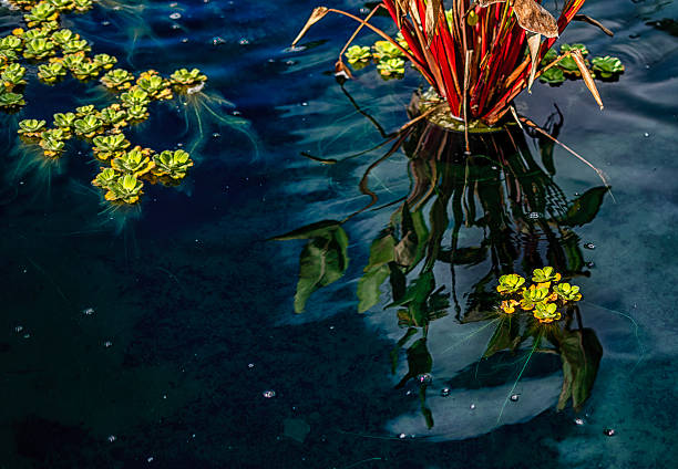 istock Leaves floating on a park pond 2239069819