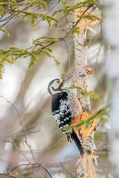 istock Great Spotted Woodpecker perched on a branch 2239070220