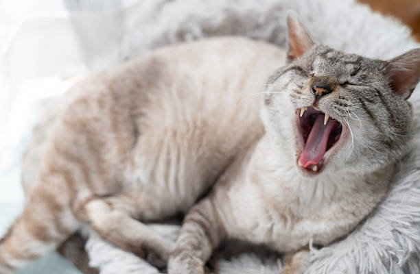 istock A cute cat yawning sleepily 2239070724