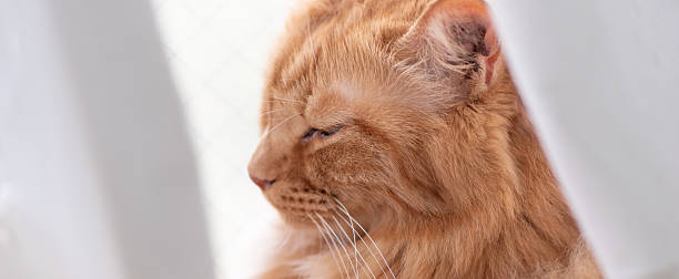 istock Cute cat relaxing by the window 2239070837
