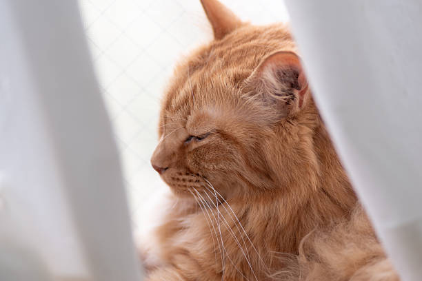 istock Cute cat relaxing by the window 2239070839