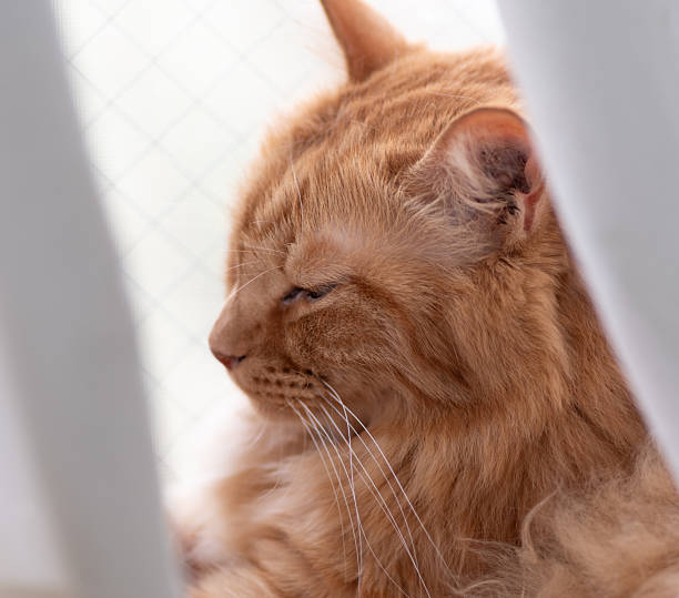 istock Cute cat relaxing by the window 2239070844
