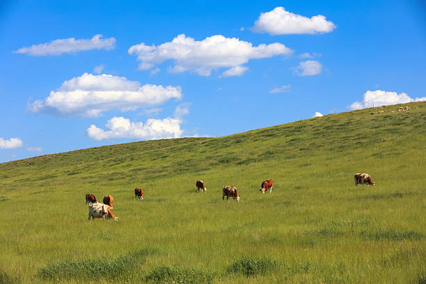 A herd of cattle was grazing on the prairie， Cows are grazing on the grassland