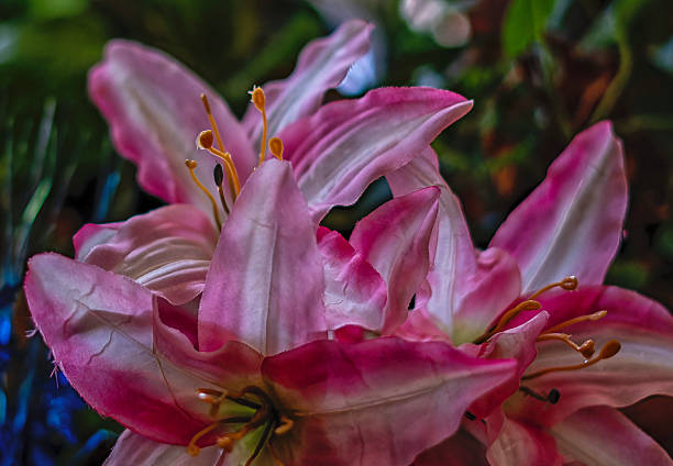 An artificial version of a Stargazer Lily