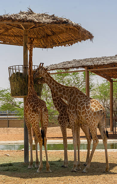 istock Three Tall Giraffes with Distinct Patches Feeding from an Elevated Hay Basket 2239079398