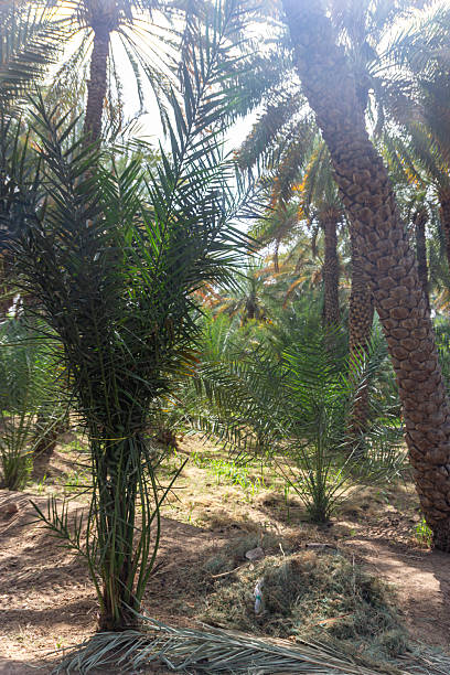 istock Lush Date Palm Plantation with Sunlight Filtering Through 2239079408