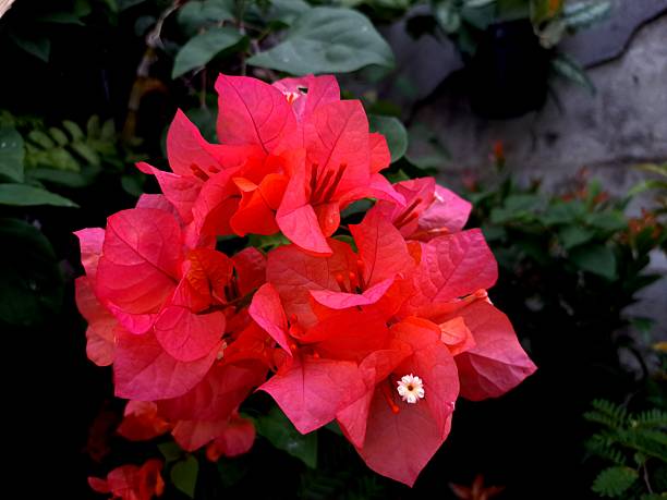 istock Paper flower or bougainvillea 2239084441