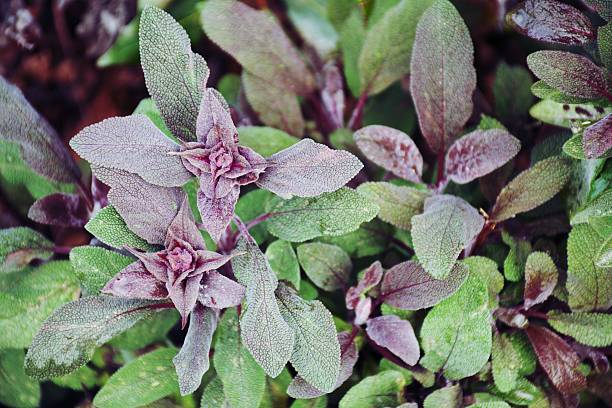 A close-up of the Purple Sage plant in a Herb garden.