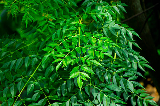 istock New top leaf of neem plant 2239085215