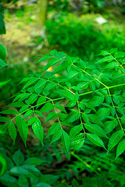 istock New born top leaf of neem tree closeup 2239085239