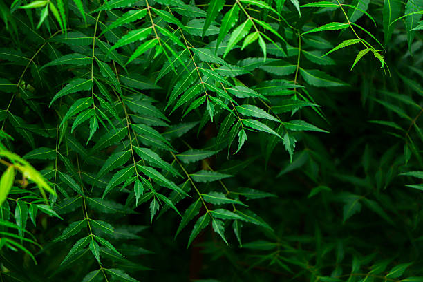 istock Newborn top leaf of neem , neemtree or indian lilac 2239086031