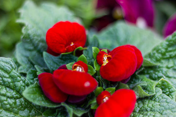 Calceolaria Herbeohybrida beautiful red flowers close up
