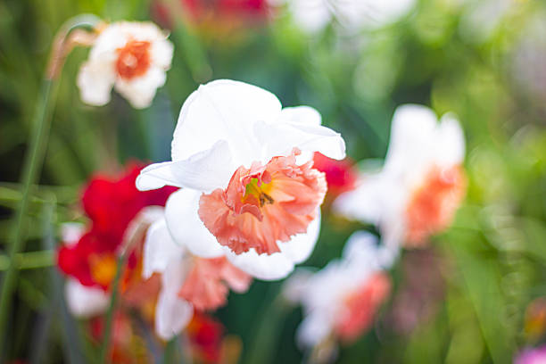 Daffodil Narcissus beautiful white flower close up