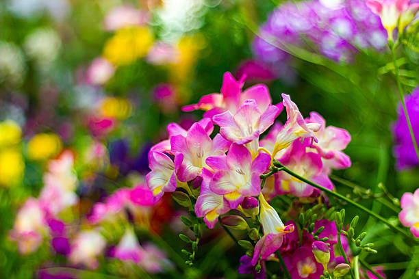 Beautiful pink freesia flowers close up