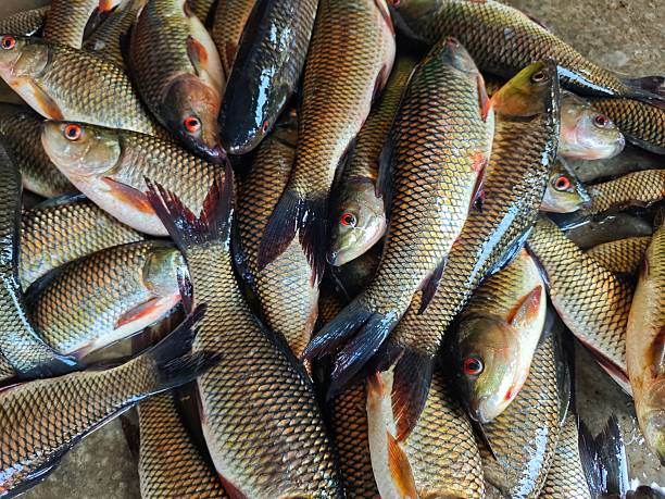 istock heap of rohu carp ready for export HD 2239090413