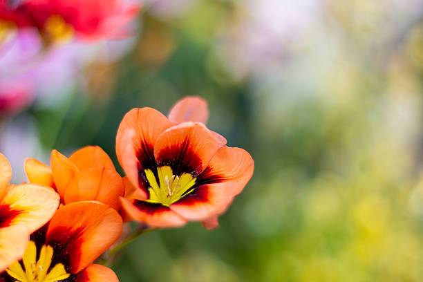 Sparaxis Tricolor beautiful orange flowers close up