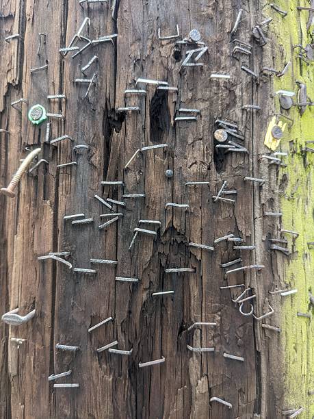 Staples, Nails, and the Memory of Wood