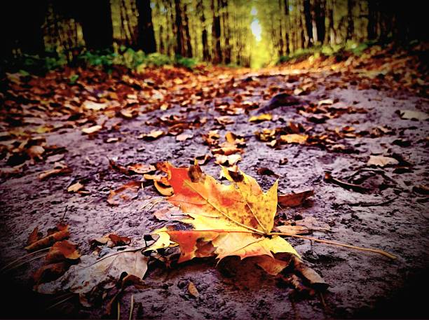 A yellowed autumn leaf lies on the ground