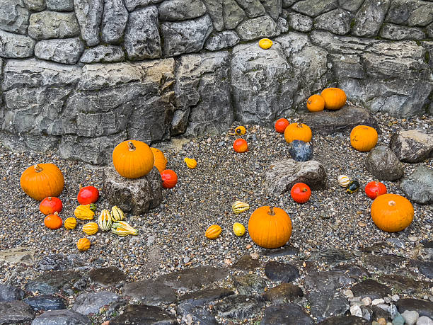 Halloween pumpkins are arranged in front of the stones of the dungeon wall for decorative purposes.